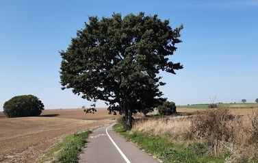 Ścieżka rowerowa Karwowo - Warnik. Od strony Karwowa