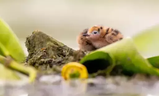Zdjęcie do Trzy najczęściej zadawane pytania o park w Dolinie Dolnej Odry